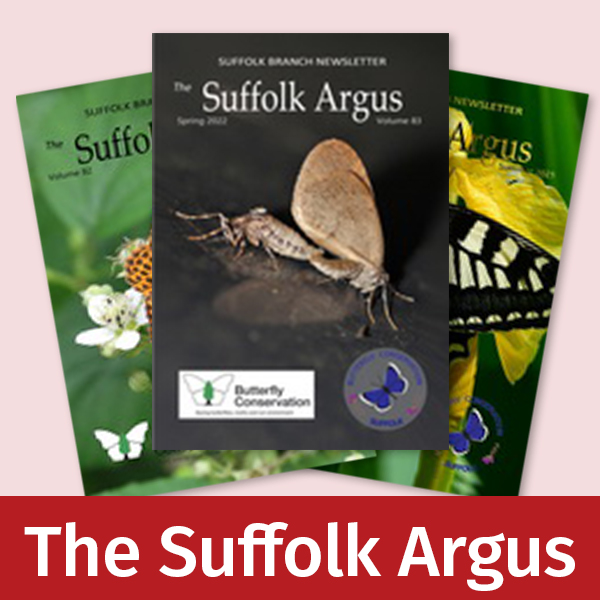 Three covers from recent issues of the Suffolk Argus