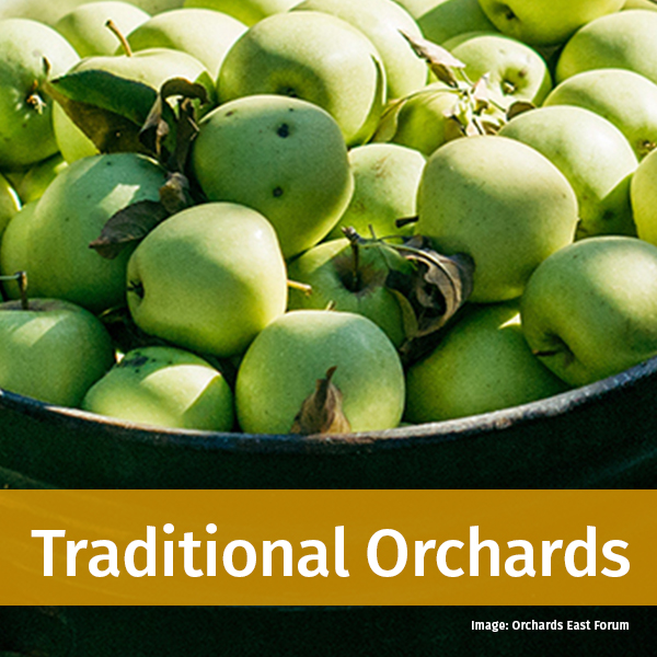 Traditional Orchards header
