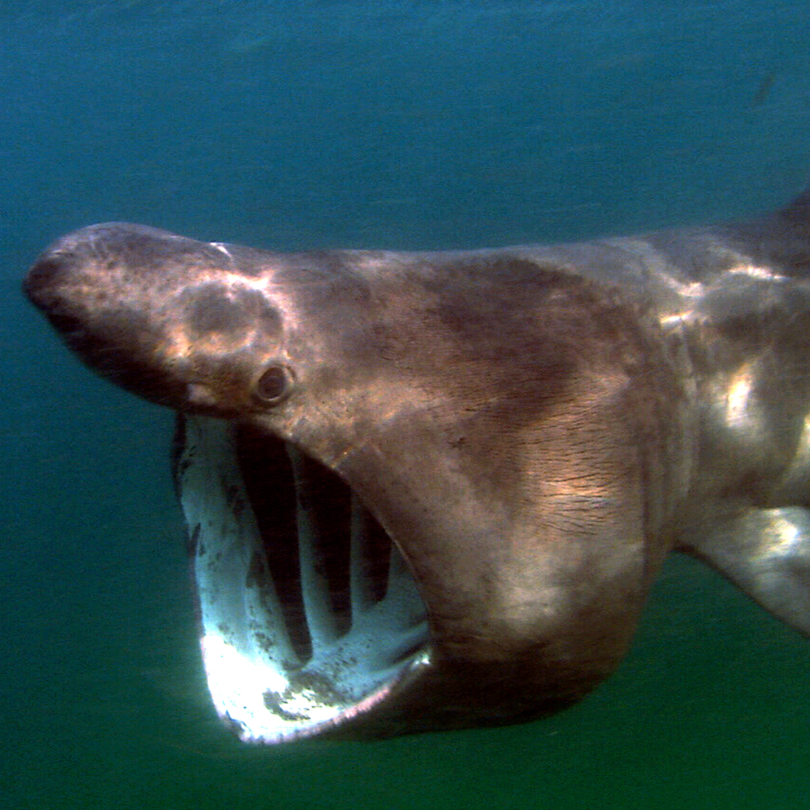 a basking shark feeding