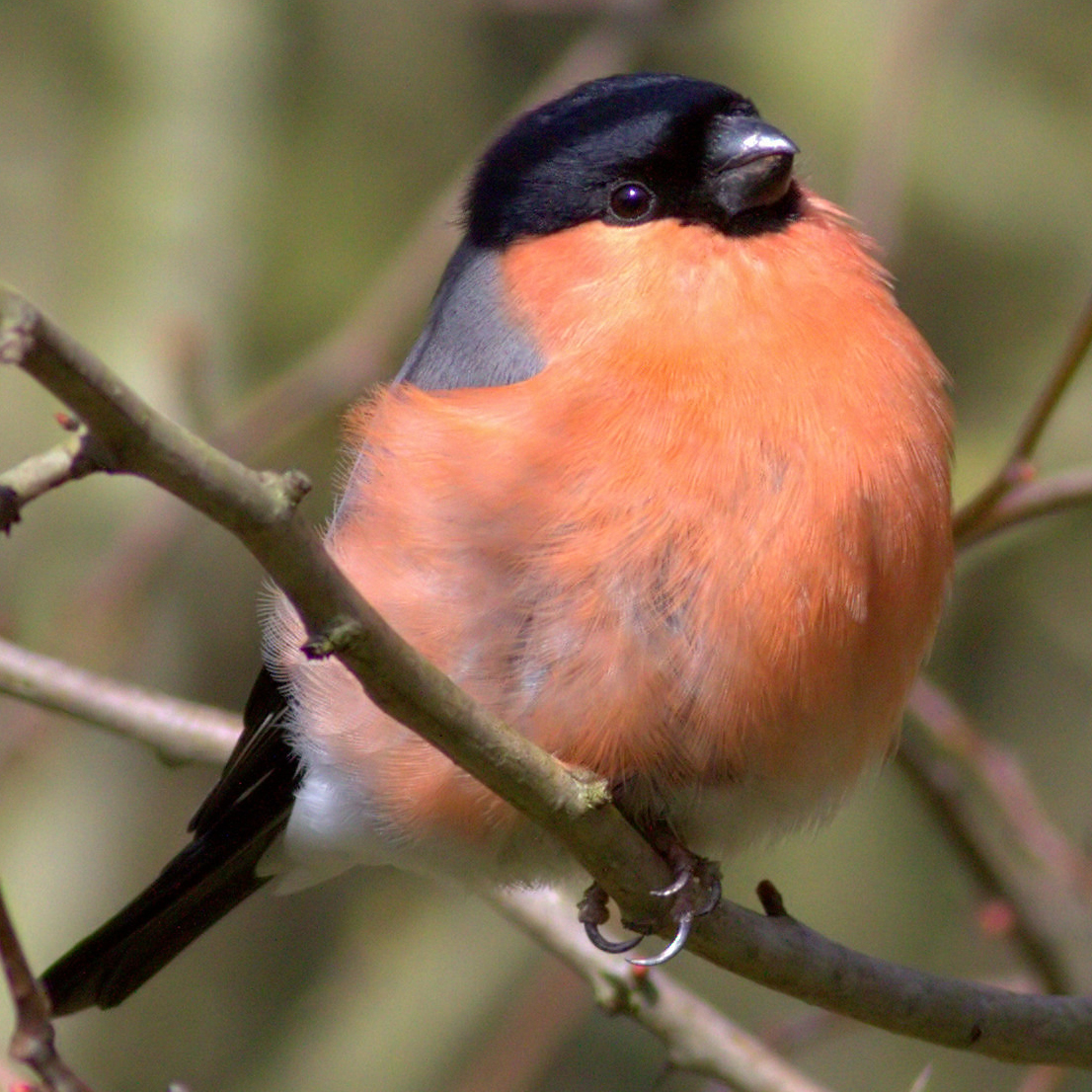 a bullfinch perched on a thin branch