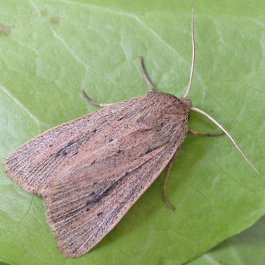 fenn's wainscot moth