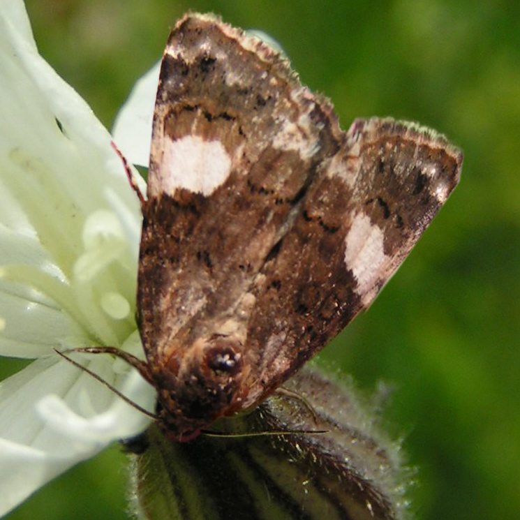 four spotted moth