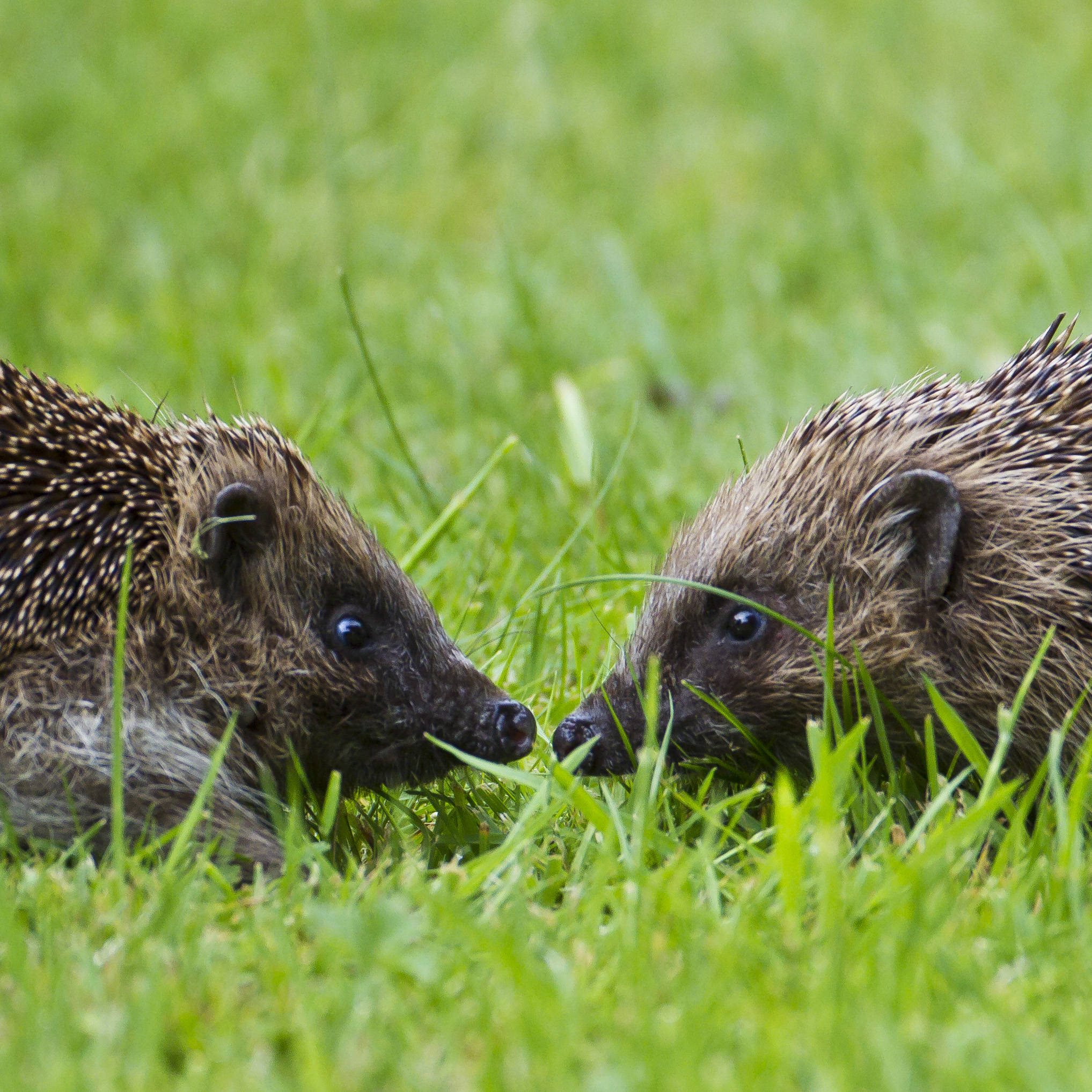 Two hedgehogs nose to nose