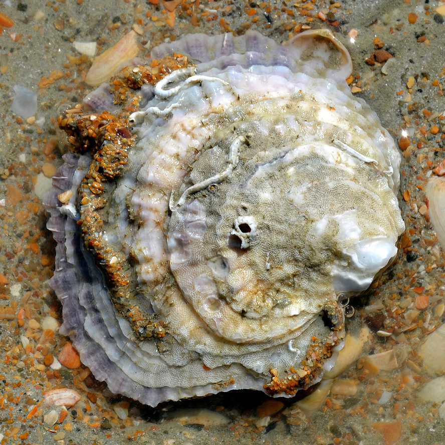 oyster on river bed