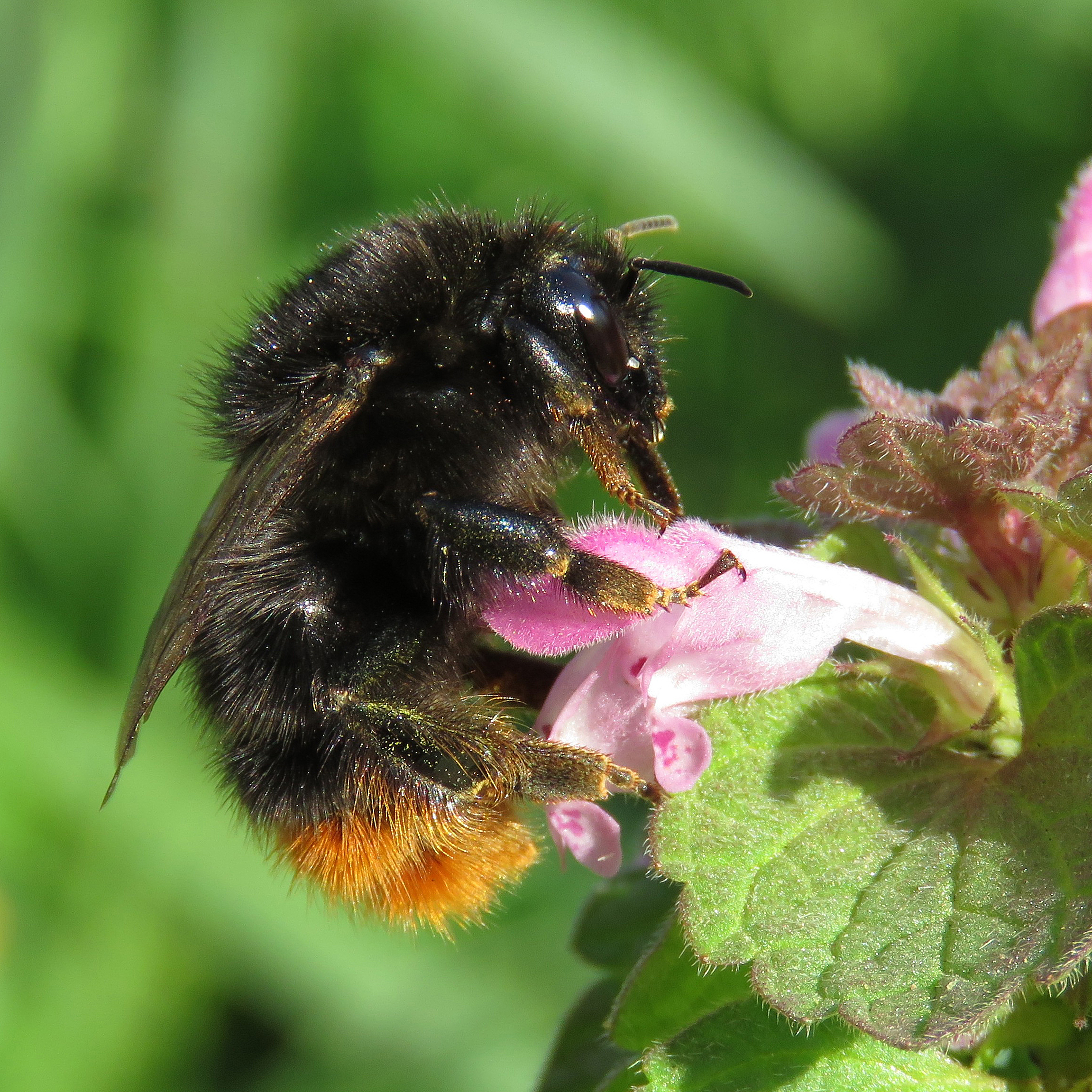 red-shanked carder bee