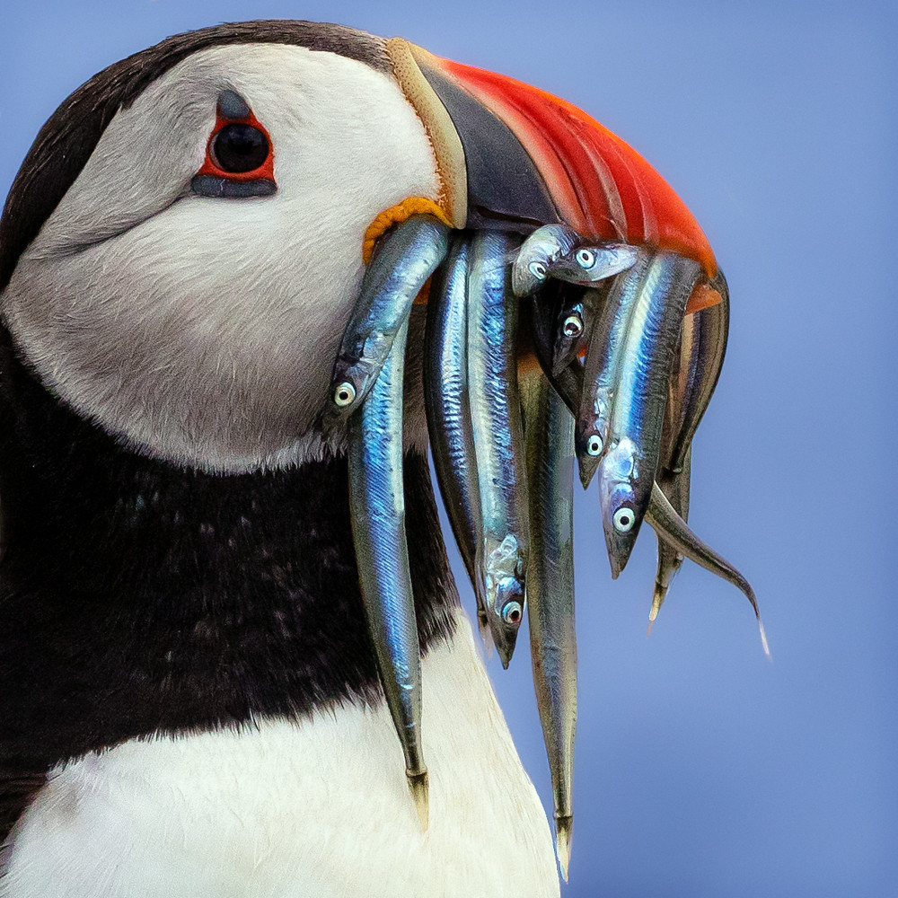 Puffin with a beak full of sand eels