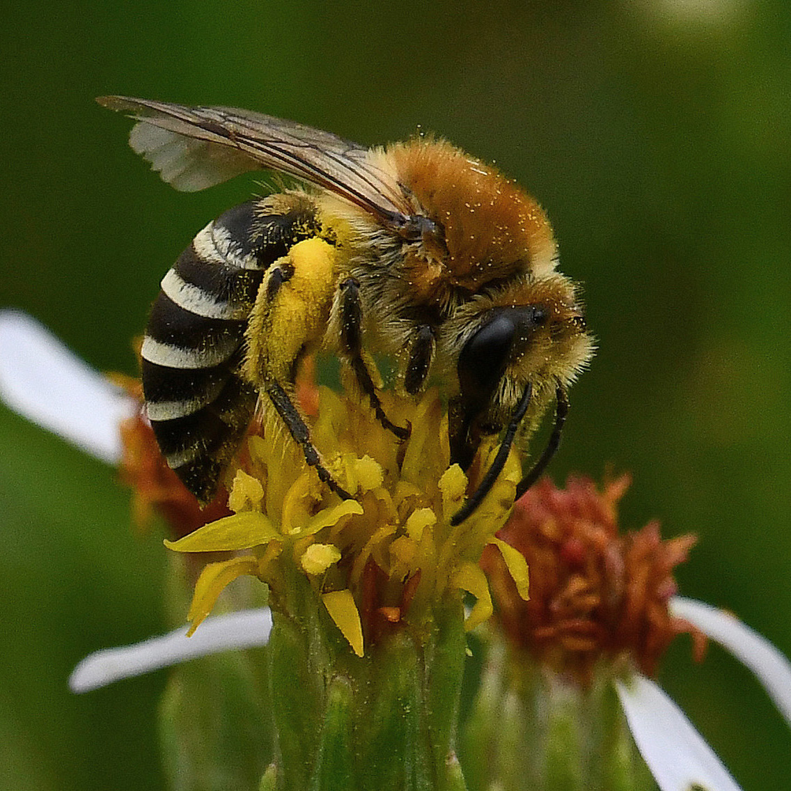Sea-aster Colletes Bee