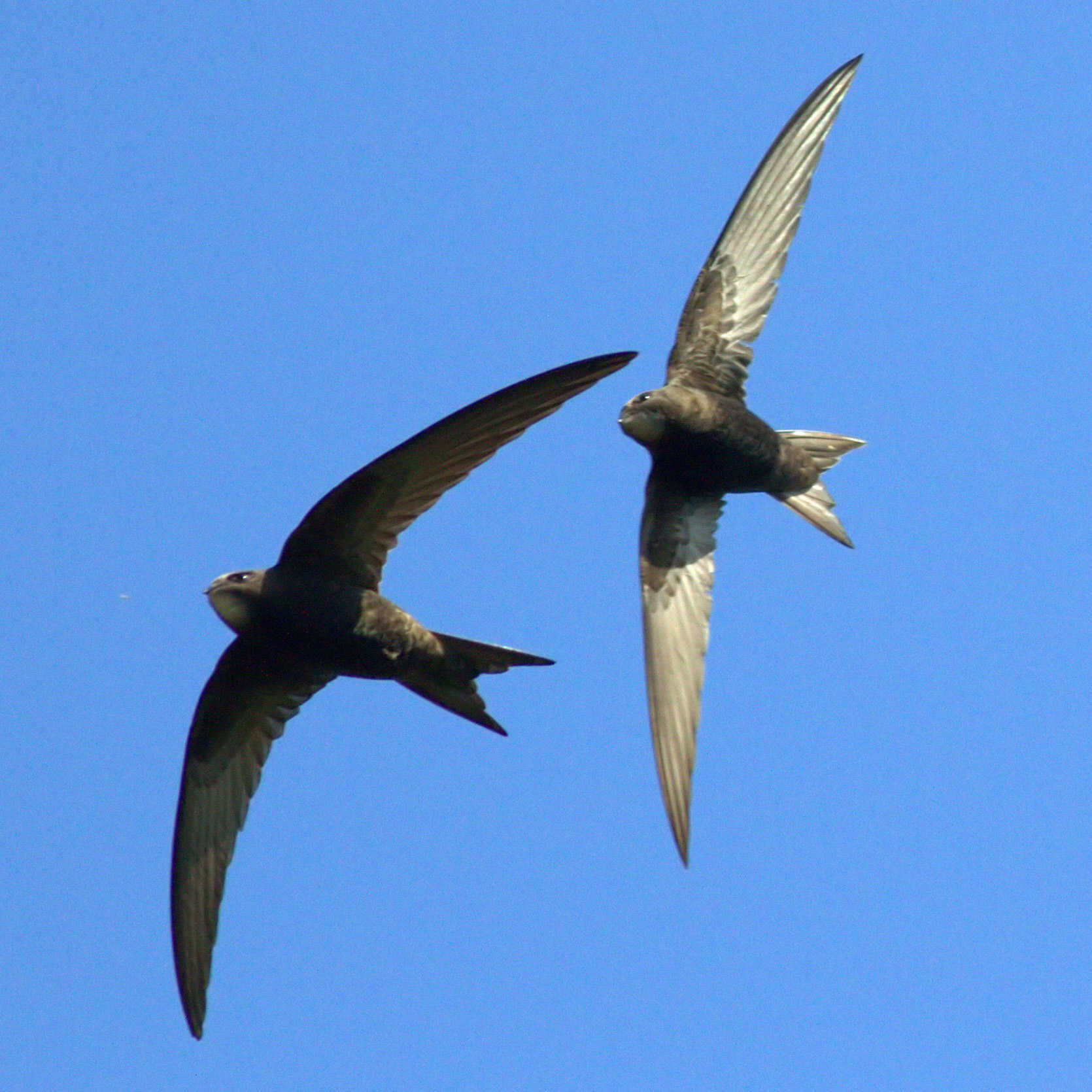 a pair of swifts in flight