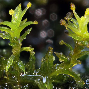 close up of thatch moss