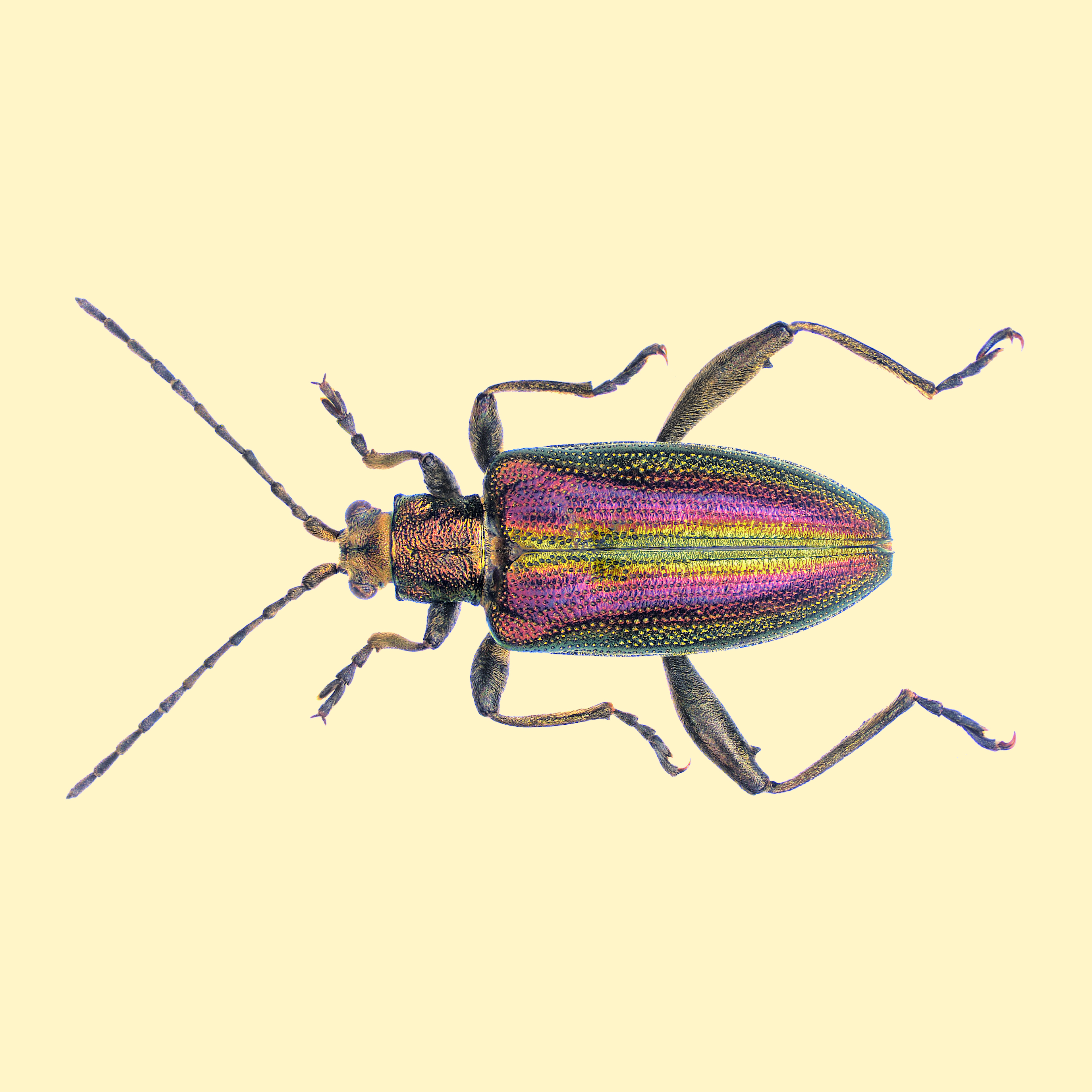 Zircon reed beetle