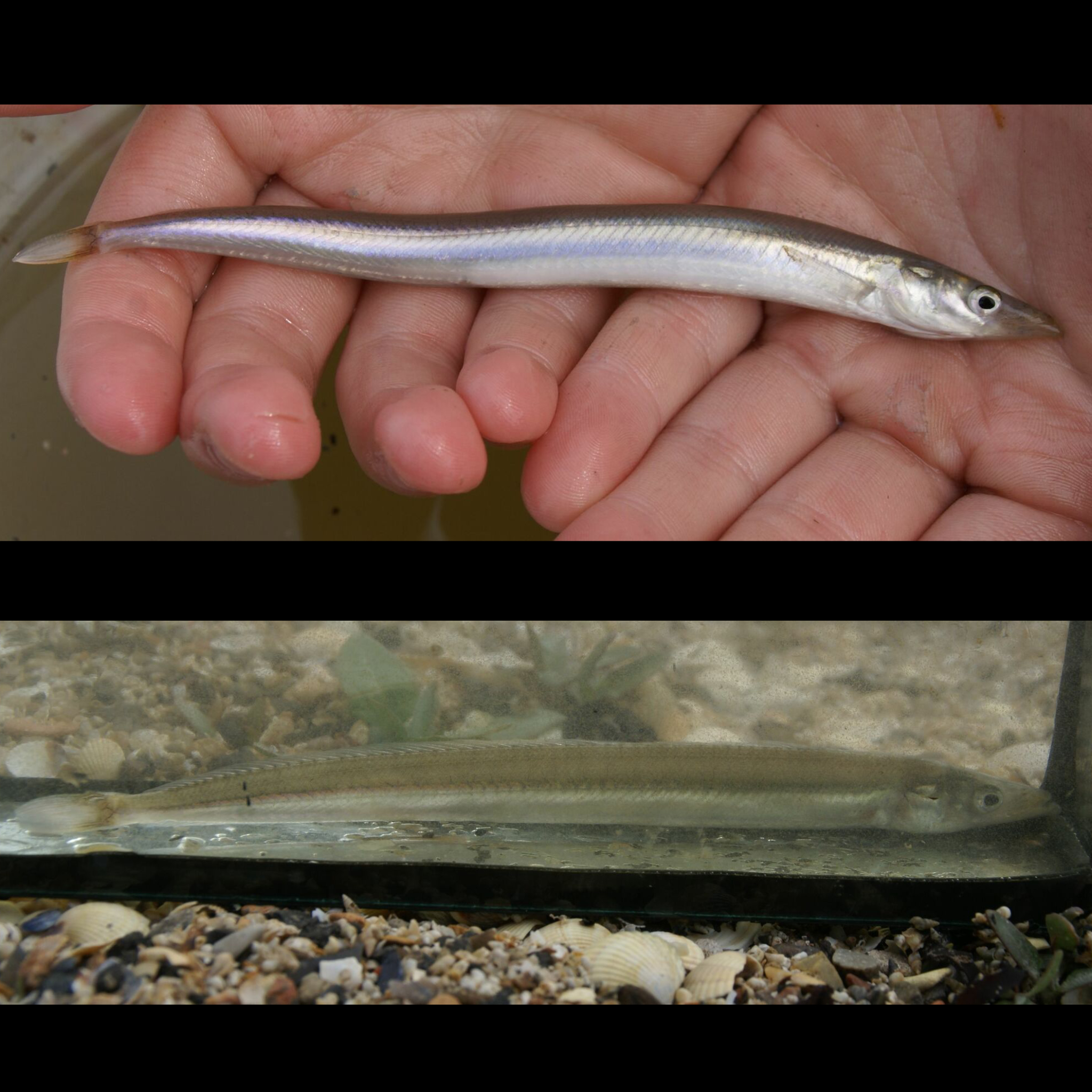 two images of Raitt's sand eel, one in a tank of water and the other being held