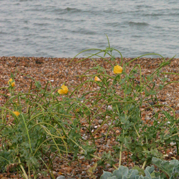 Yellow horned poppy on a shingle beach, with the sea in the background