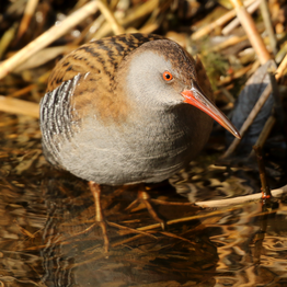 A water rail wading in shallow water with reeds in the background