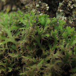 lichen Anaptychia ciliaris