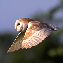 a barn owl in flight