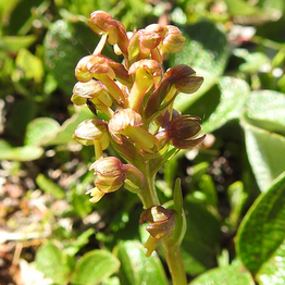 Frog Orchid 