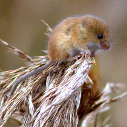 A harvest mouse on reed tassles