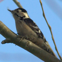 a lesser spotted woodpecker perching in a tree