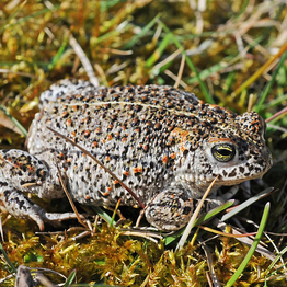 a natterjack toad