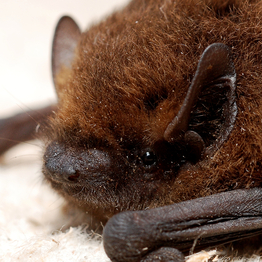 close up of a pipistrelle bat