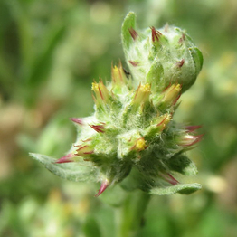 Red-tipped Cudweed 