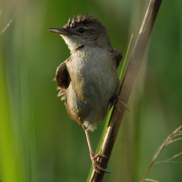 a Savi's Warbler perched on a reed stem