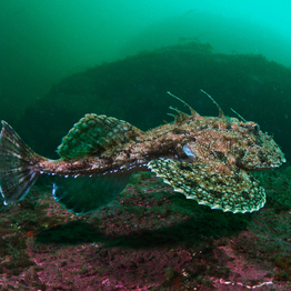 sea monkfish
