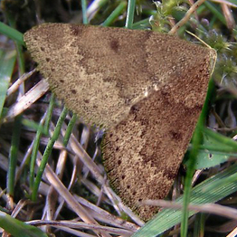 Sloe carpet moth