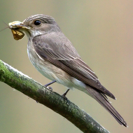 spotted flycatcher with a beak full of flies