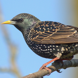 a starling on a branch