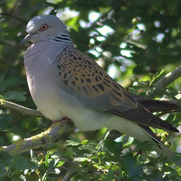 turtle dove perching on a branch