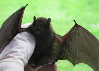 bat being held