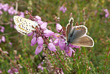 Two silver-studded blue butterflies feeding on purple flowers