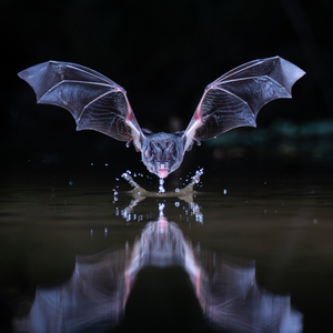 A night shot of a Barbastelle bat in flight, skimming over water
