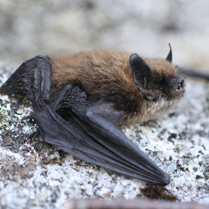 A brandt’s bat photographed in daylight, on a lichen covered rock