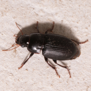 A brush-thighed seedeater beetle on a pale background