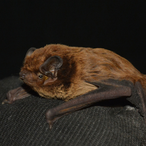 A Leisler's bat lit from the front against a dark backgroound