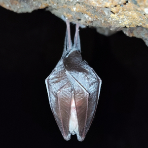 a classic image of a bat roosting, with its wings warpped aound itself