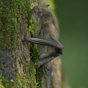 A Nathusius pipistrelle resting on the side of a moss covered tree trunk
