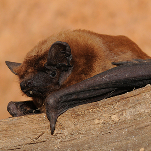 A brown Noctule bat resting on a dead branch with a brown background
