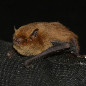 A Soprano Pipistrelle resting on a black gloved hand with a black background