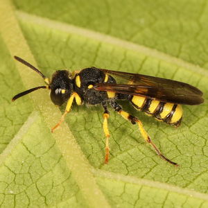 A Weevil hunting wasp on the underside of a leaf