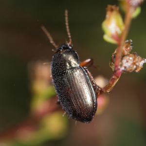 Wormwood Moonshiner on its host plant