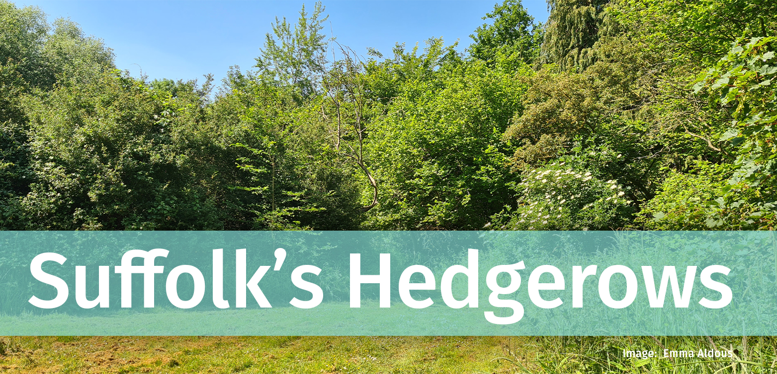 Suffolk's Hedgerows link
