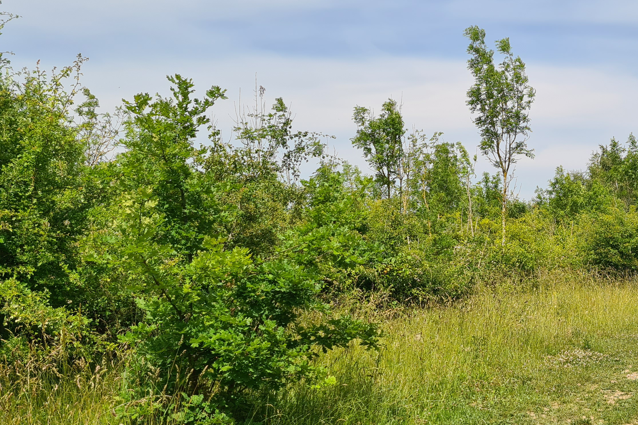 A springtime picture of fresh green scrub with young trees growing through