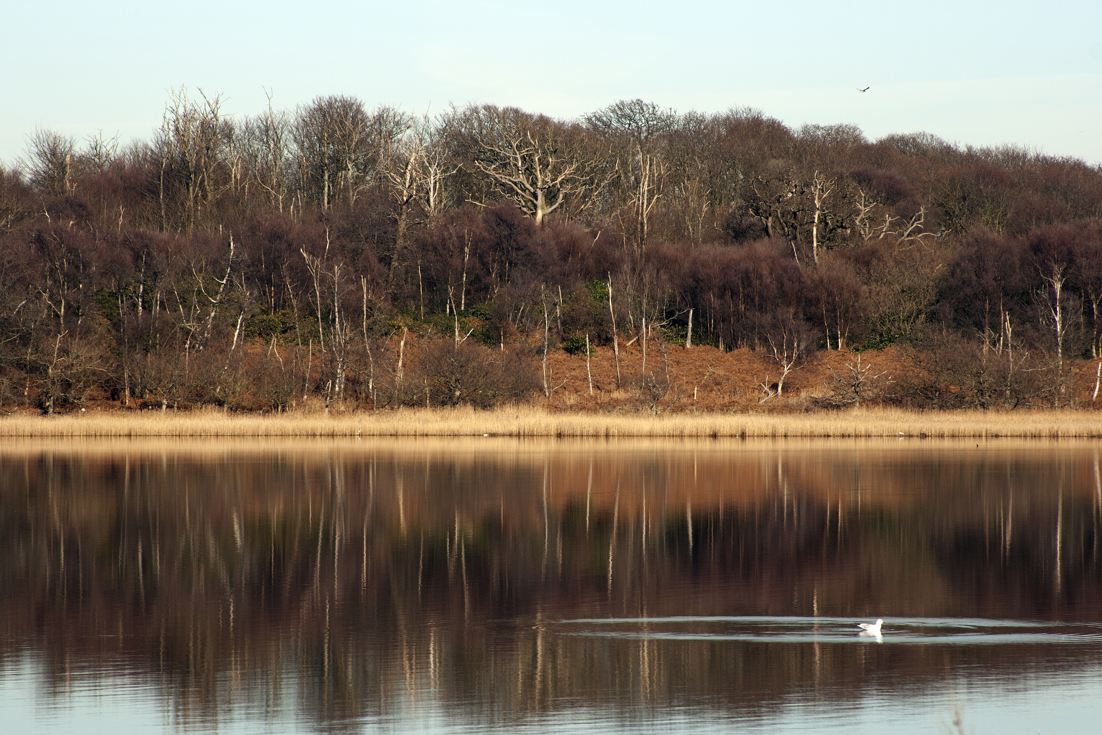 Trees and a sandy beach behind a lagoon are reflected in the calm, smooth surface of the water. To one side a seagull floats, creating a few ripples on the surface. 
