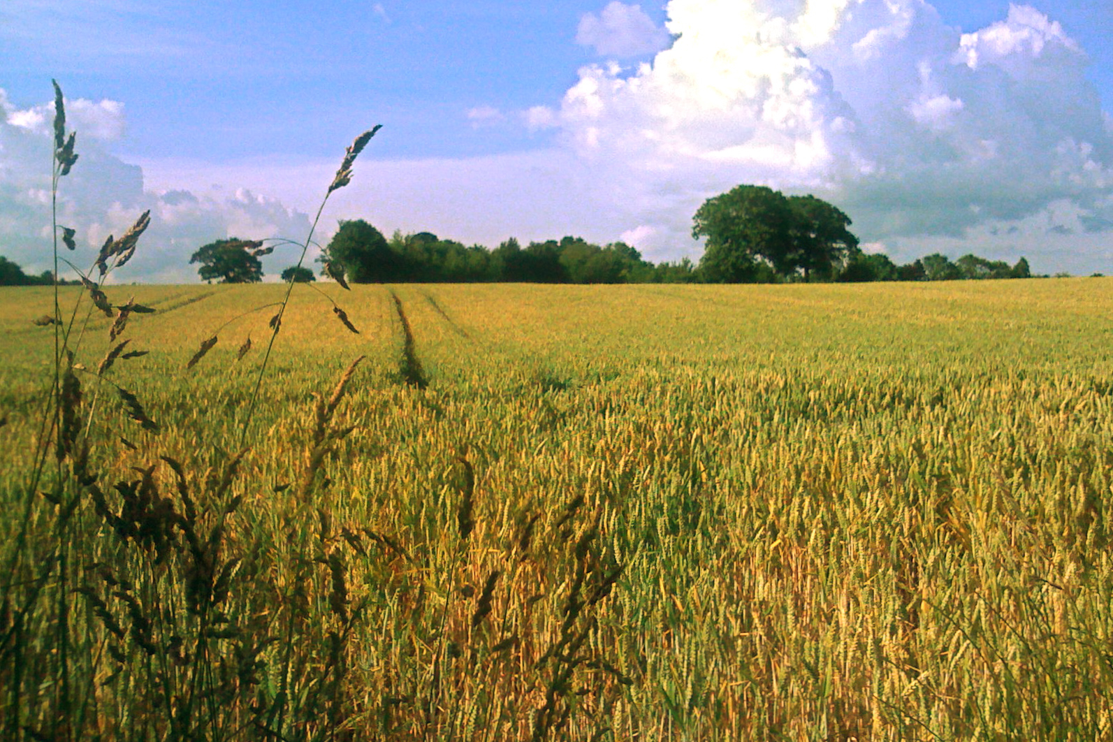 A field of ripenening barley with trees and a hedgerow in the background