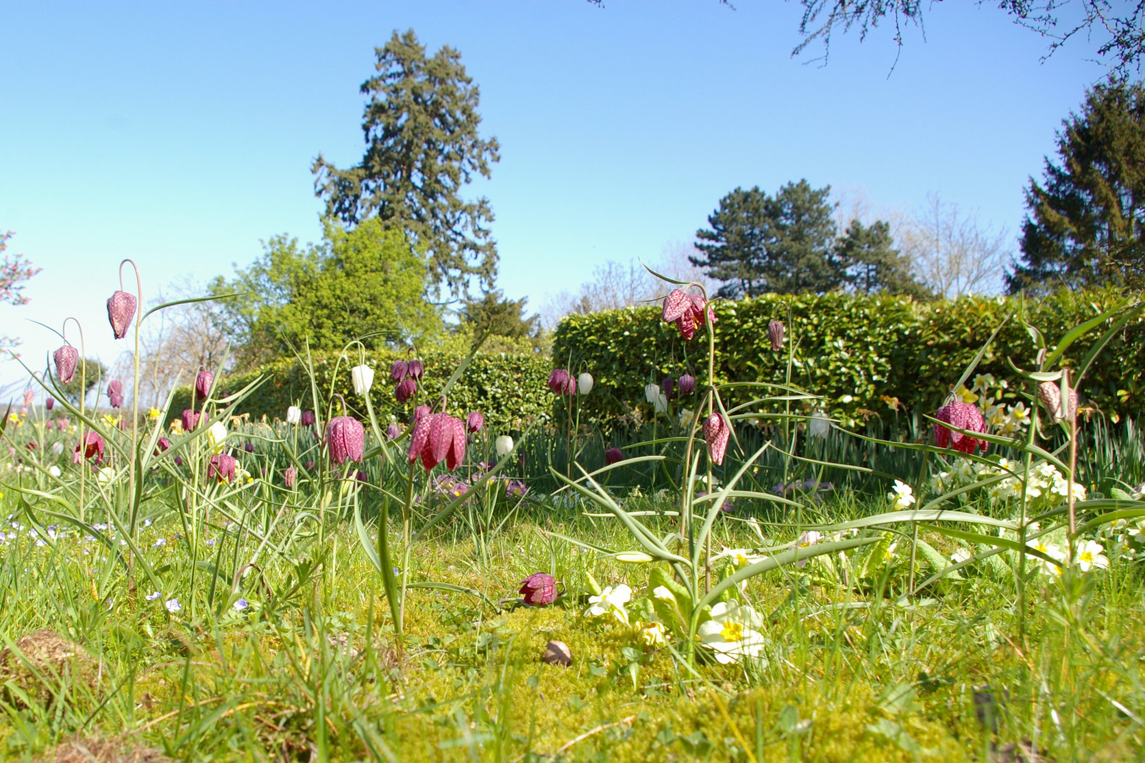 A ground level, close up view of snake's head fritillaries in flower in an urban garden