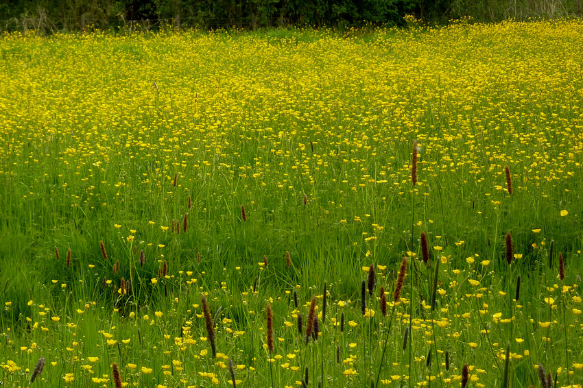 A verdant meadow filled with buttercups in fill bloom