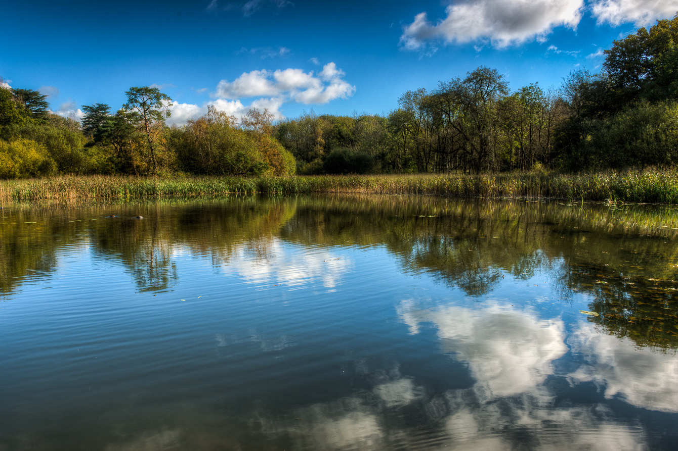 A view across a pond, reflecting trees and a blue sky that has a few white clouds.